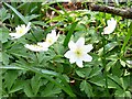 TR0153 : Wood anemones by Penny Mayes