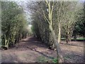 Tunnel of trees