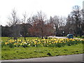 Daffodils at Stubbington