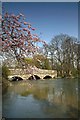 Cherry blossom by River Avon, Ringwood