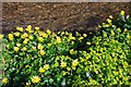 Spring Flora by Ashford Water, Alderholt Mill