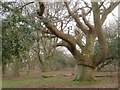 Twisted oak, Broom Hill, New Forest