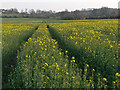 Oil-seed rape, Carswell Marsh