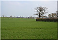 Wheat field near Aston Lower Hall