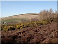 Heather, Gorse and Larch Trees