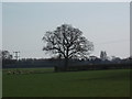 Tree on Field Boundary, Woolas Grange Farm