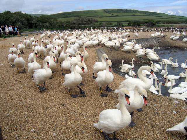 The Swannery at Abbotsbury