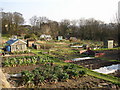 Allotments off Beck Lane, Bingley