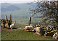 Sheep and lamb by drystone wall