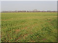 Footpath not apparent through rape field