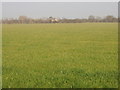 Footpath not apparent through wheat field