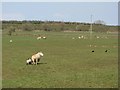 Ewe and lambs, Brownmuir