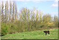 Nature Reserve, near Brierley Hill, West Midlands