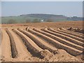 Potato field, Milton House