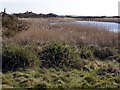 Gravelly Marsh, Beaulieu Estate