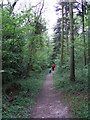 Walk through the Millpond Plantation, Warnham Nature Reserve