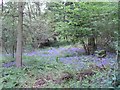 Bluebells in the Millpond Plantation, Warnham Nature Reserve