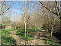 Footpath at Bradpole