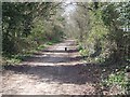 A Black Cat takes a Stroll along Pyehurn Lane