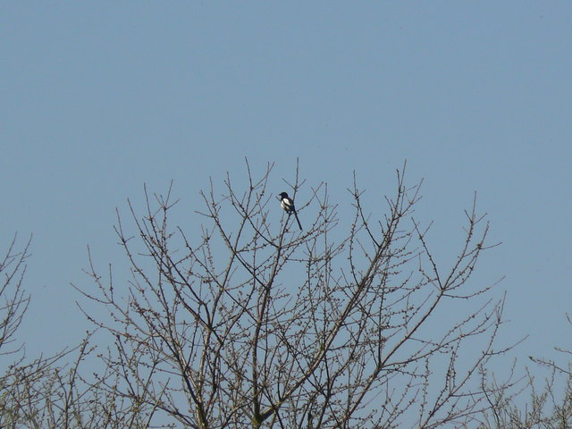 Magpie in a tree, Swindon