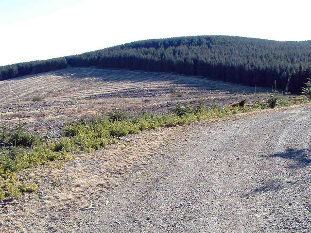 Cleared Section of Forest