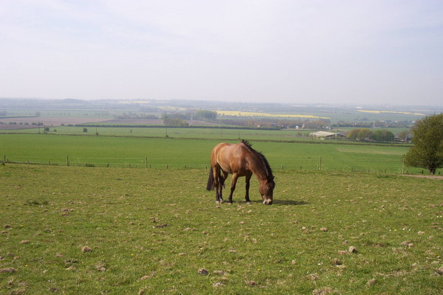 Horse in field, base of Wye Downs