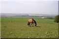 Horse in field, base of Wye Downs