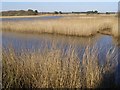 Black Water, Needs Ore Marshes