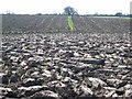 Obliterated footpath near Woodham