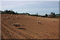 Sheep in a field at Hinton