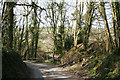 Dulverton: lane near Anstey Farm