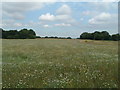 Wild flowers at Byrom Wood