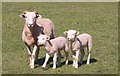 Mum and Twin Lambs