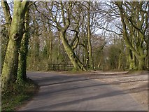 SU5922 : Beaconhill Beeches, Beacon Hill Lane by Jim Champion