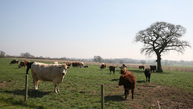 Cattle at Ellerton Farm