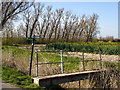 Trees and footbridge