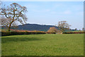 Pasture near Beech House Farm