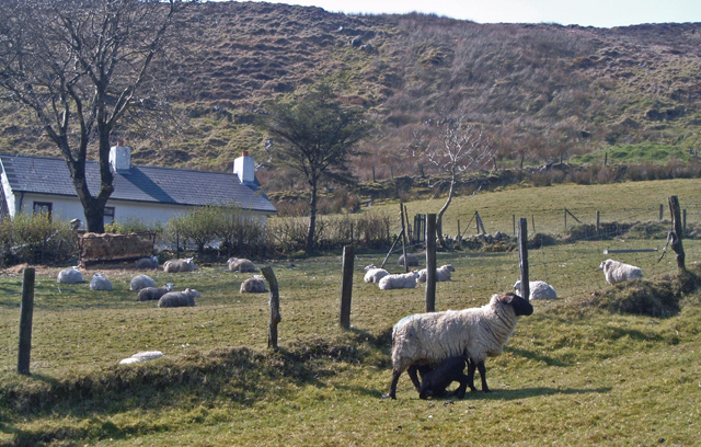 Lambing time near Slieve Croob