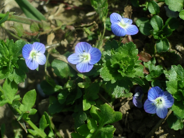 Common field speedwell (Veronica... © Lynne Kirton :: Geograph Britain ...