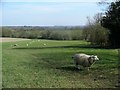 Farmland & sheep