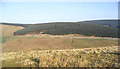 Forestry on Merry Naze