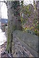 Tree takes stone wall to its bosom