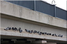 J2764 : Bridge (with pigeons), Lisburn by Albert Bridge