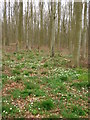 Ridges Copse in spring