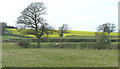 Pasture north-east of Alveley in Shropshire