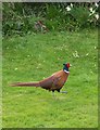 A bold cock pheasant