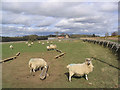 NT6124 : Livestock field by Walter Baxter