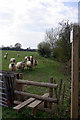 Sheep by the stile