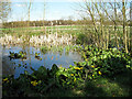 SP8426 : Pond near Bury Farm by Martin Addison