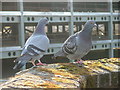 Couple of pigeons watch over the Eden development